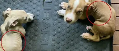 Pareja vegana fue denunciada por tener a sus cachorros Pareja vegana fue denunciada por tener a sus cachorros desnutridos tras radical alimentación