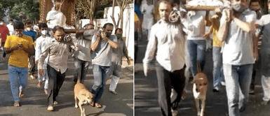 Perro callejero caminó 5 km junto al ataúd de la señora que lo alimentaba siempre Perro sin hogar acompañó por 5 km el ataúd de la mujer que lo alimentaba siempre