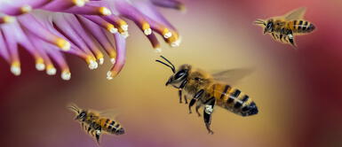 Entrenan abejas para detectar la COVID-19 en segundos Entrenan abejas para detectar la COVID-19 en cuestión de segundos