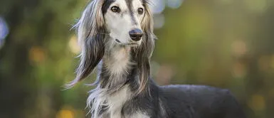 Estudio confirma que tener mascotas mejora la salud mental de las personas Investigación confirma que tener mascotas mejora la salud mental de las personas