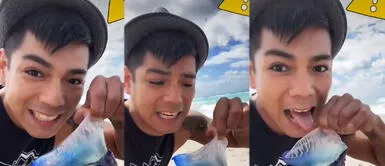 TikTok viral: Influencer Alexa Reed muestra video lamiendo animal marino sin saber que su veneno es mortal para seres humanos Tiktoker se graba lamiendo una criatura marina sin saber que su veneno es letal para humanos