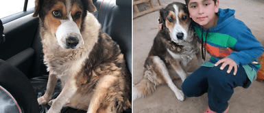 Niño adoptó a perro que dormía en la calle: Niño adoptó a perro que dormía en la calle: "Vivirá en buenas condiciones"