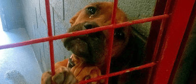 Cachorra empezó a derramar lágrimas al sospechar que iba a ser sacrificada Cachorra empezó a derramar lágrimas al sospechar que iba a ser sacrificada