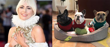 Lady Gaga recupera sus perritos tras ser robados Lady Gaga recupera sus perritos tras ser robados durante tiroteo