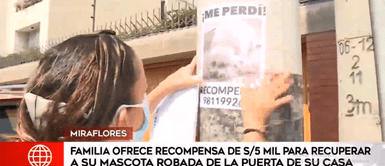Miraflores: Familia ofrece 5 mil soles para recuperar a su perra robada Miraflores: Familia ofrece 5 mil soles para recuperar a su perra robada