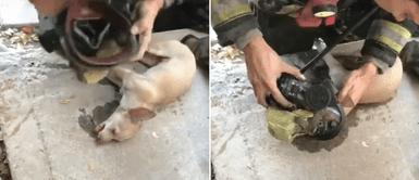 Bombero se quitó su máscara de oxígeno y se la colocó a perro atrapado en incendio Bombero se quitó su máscara de oxígeno y se la colocó a perro atrapado en incendio