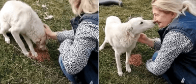 Perro callejero agradeció con un beso a mujer que lo alimentó en medio de la pista Perro callejero agradeció con un beso a mujer que lo alimentó en medio de la pista