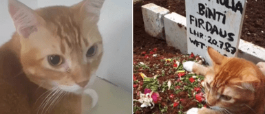 Gato derramó lágrimas tras asistir a la tumba de su dueña por última vez Gato derramó lágrimas tras asistir a la tumba de su dueña por última vez