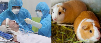 Alimentación para pacientes COVID-19 El consumo de cuy favorece rehabilitación de pacientes COVID-19: ¡Mira cómo prepararlo!