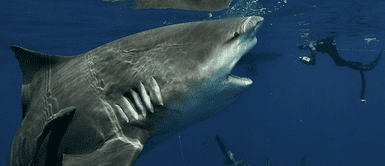 Buzo de 55 años se encontró frente a frente con un tiburón gigante en Florida Buzo de 55 años se encontró frente a frente con un tiburón gigante en Florida
