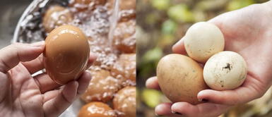 ¿Los huevos se lavan o no, antes de cocinarlos? ¿Se deben lavar los huevos? ¡Mira lo que dicen los expertos!