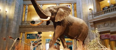 Museo Nacional de Historia Natural ¡Enrumba el mejor viaje virtual por los cinco museos más asombrosos del mundo!