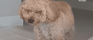 Cachorro adoptado duerme de pie por temor a ser abandonado otra vez Cachorro adoptado duerme de pie por temor a ser abandonado otra vez