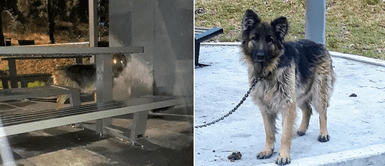 Denuncian que perro fue amarrado y abandonado en un cerro: Denuncian que perro fue amarrado y abandonado en un cerro: "Llevaba días ahí"