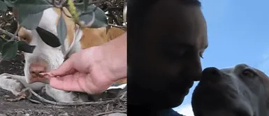 Pitbull con una pata rota agradeció dando besos a la persona que lo rescató Pitbull con una pata rota agradeció dando besos a la persona que lo rescató