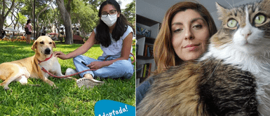 Proyecto peruano es reconocido por conseguir hogares temporales a los perros y gatos callejeros Proyecto peruano es reconocido por conseguir hogares temporales a los perros y gatos callejeros