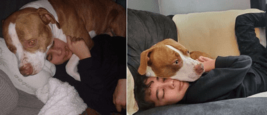 Pitbull salvó la vida de su pequeño dueño luego que fuera picado por un avispón Pitbull salvó la vida de su pequeño dueño luego que fuera picado por un avispón