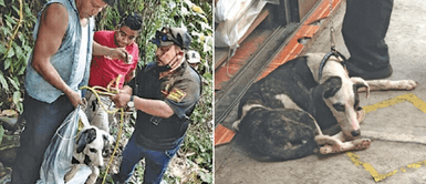 Denuncian que perro fue arrojado a un río y estuvo 3 días aullando por auxilio Denuncian que perro fue arrojado a un río y estuvo 3 días aullando por auxilio