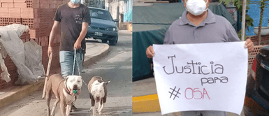 Chorrillos: Vecinos exigen que pitbull reciba la eutanasia tras asesinar a una cachorra Chorrillos: Vecinos exigen que pitbull reciba la eutanasia tras asesinar a una cachorra