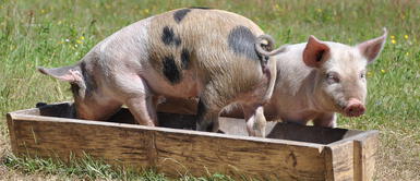 Cerdos y roedores pueden respirar por el recto, comprueba estudio Cerdos y roedores pueden respirar por el recto, asegura estudio