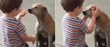 Niño detiene su paseo familiar para acariciar a un perro callejero Niño detiene su paseo familiar para acariciar a un perro callejero