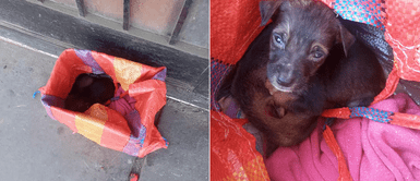 SJL: Denuncian que dos cachorros recién nacidos fueron abandonados en una bolsa de mercado SJL: Denuncian que dos cachorros recién nacidos fueron abandonados en una bolsa de mercado