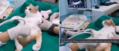 Pareja llevó a su gata al veterinario por un dolor y descubrieron su embarazo Pareja llevó a su gata al veterinario por un dolor y descubrieron su embarazo