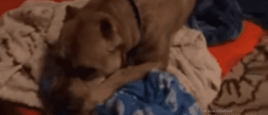 Pitbull se aferra a su manta como único recuerdo de su familia que lo abandonó Pitbull se aferra a su manta como único recuerdo de su familia que lo abandonó