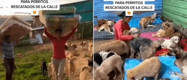 Pareja compra colchones para que los perros de la calle puedan descansar Pareja compra colchones para que los perros de la calle puedan descansar