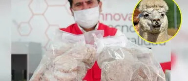 Superalimentos: Crean hamburguesa de alpaca para evitar el cáncer Hamburguesa de alpaca, el producto elaborado como una forma de prevenir el cáncer