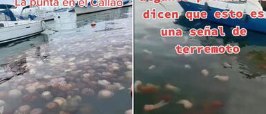 Aparecen cientos de malaguas en La Punta y pescadores aseguran que podría venir un desastre natural La Punta: Se avistan cientos de medusas y pescadores alertan la llegada de un desastre natural