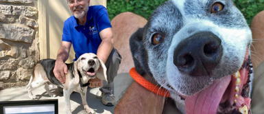 Hombre abre un Hombre abre un "ancianato" para perros mayores que fueron abandonados en las calles