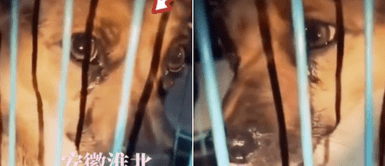 Cachorro llora desde su jaula tras observar que sería rescatado del matadero Cachorro llora desde su jaula tras observar que sería rescatado del matadero