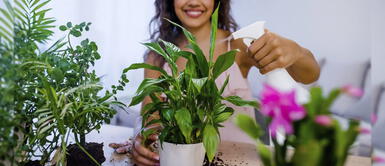 ● Lo más recomendable es comenzar cultivando plantas aromáticas pues son fáciles de cuidar y resistentes a los cuidados. Cinco consejos para tener tu propio huerto en casa y cultivar tus propios alimentos