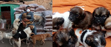 Albergue Can Martín Facebook: Dueño revela momentos difíciles para perros y gatos rescatados tras pandemia de COVID-19 Dueño de albergue con más de 300 perros y gatos en Cieneguilla: "Desde que empezó la pandemia fue horrible"