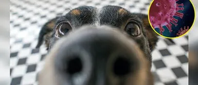 COVID-19 Estudio francés revela que olfato de perros es muy fiable para detectar el coronavirus Olfato canino es muy fiable para detectar la COVID-19, según estudio francés
