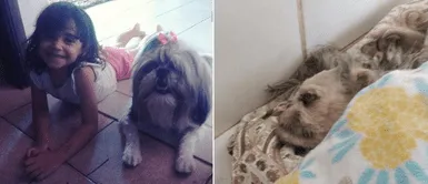 Cachorro sacrificó su vida para salvar a su dueña del ataque de un pitbull Cachorro sacrificó su vida para salvar a su dueña del ataque de un pitbull