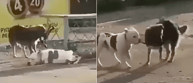 Perro callejero encontró a un pitbull amarrado, lo liberó y se fueron juntos Perro callejero encontró a un pitbull amarrado, lo liberó y se fueron juntos