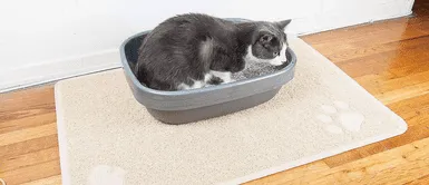 Tengo un gato en casa: ¿Qué motivo obliga a mi mascota a no utilizar su caja de arena? Tengo un gato en casa: ¿Qué motivo obliga a mi mascota a no utilizar su caja de arena?