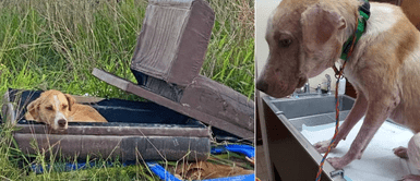 Denuncian que perro fue abandonado en un basural por sus propios dueños Denuncian que perro fue abandonado en un basural por sus propios dueños