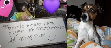 Cachorra con extraño mal al corazón vende salsas para costear su tratamiento Cachorra con extraño mal al corazón vende salsas para costear su tratamiento