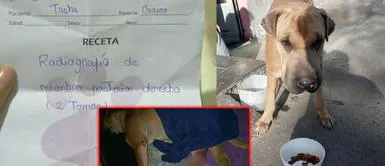 San Juan de Lurigancho: piden apoyo para costear operación de perrita callejera atropellada por camión San Juan de Lurigancho: piden apoyo para perrita callejera que fue atropellada por camión