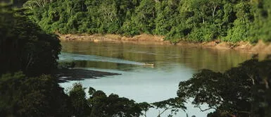 Importancia de los bosques en Perú. Latidos del bosque: conoce la importancia del manejo forestal sostenible en el Perú