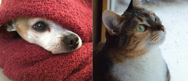 Doctor Santiago Vega explica cómo evitar enfermedades en perros y gatos durante invierno ¿Cómo prevenir enfermedades en nuestras mascotas ante el aumento de humedad?