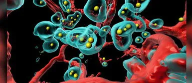 Suiza: Científicos aseguran que virus modificado hace que el cáncer se elimine a sí mismo Un virus modificado hace que el cáncer se autoelimine, según estudio