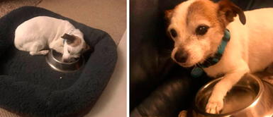 Perro rescatado de la calle no suelta su plato de comida pese a estar durmiendo Perro rescatado de la calle no suelta su plato de comida pese a estar durmiendo