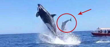 Captan momento exacto en que una orca salta y golpea a un delfín en el aire Orca salta y golpea a un delfín fuera del agua ¡Simplemente espectacular!