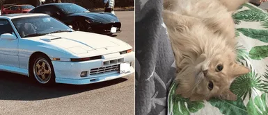 Hombre vendió su auto para costear el tratamiento de su gato con una infección mortal Hombre vendió su auto para costear el tratamiento de su gato con una infección mortal