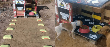 Joven construyó un comedero para perros callejeros que estará abierto las 24 horas Joven construyó un comedero para perros callejeros que estará abierto las 24 horas