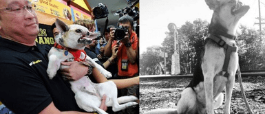 Falleció Falleció "Kabang", la cachorra que perdió la mitad del rostro por salvar a dos niñas